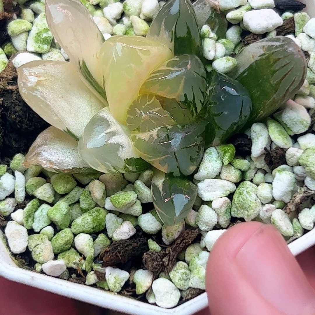 北极之光锦十二一半糊斑