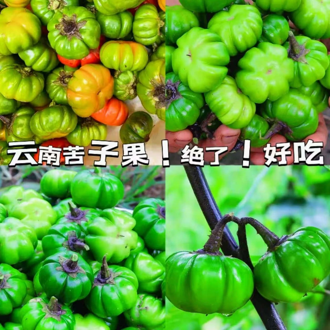 云南特色大苦子果杯苗种球德宏特产傣味野生蔬菜野菜苦味香浓阳台