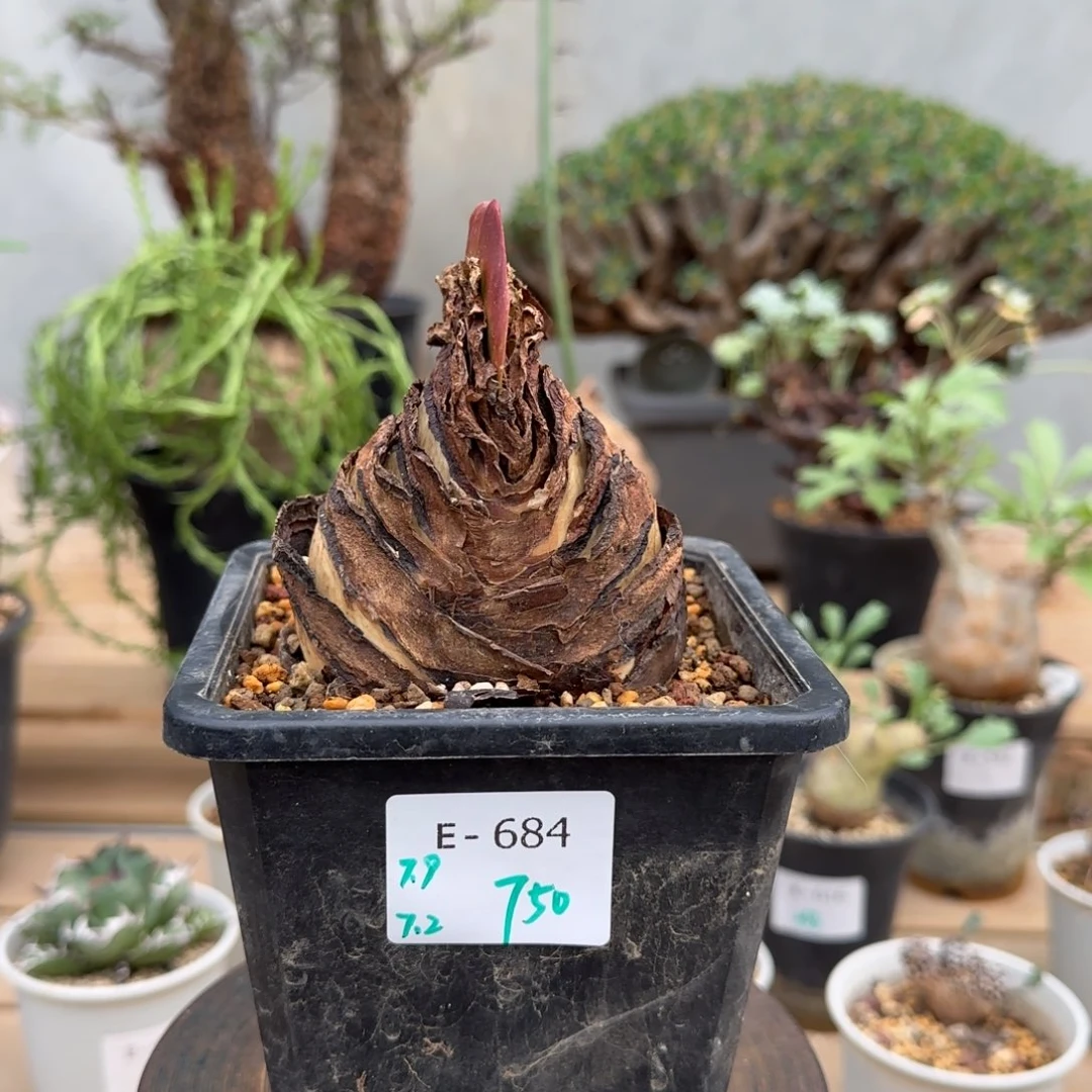 684红毛边阔叶血莲块根植物