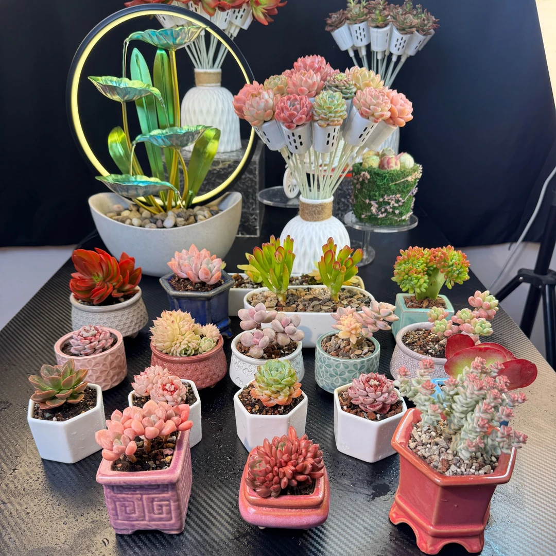 一物一拍 两盆发A14