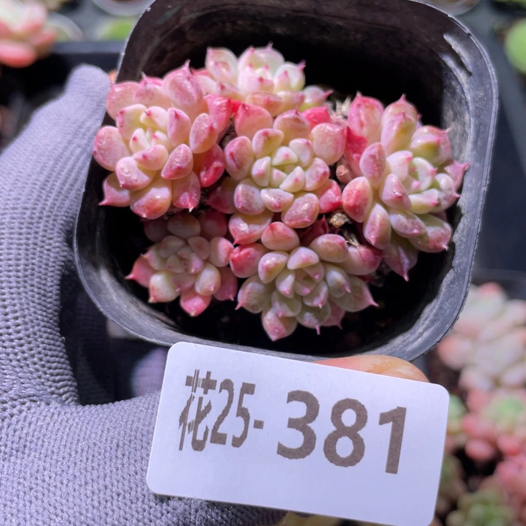 花利美25-381阿曼尼