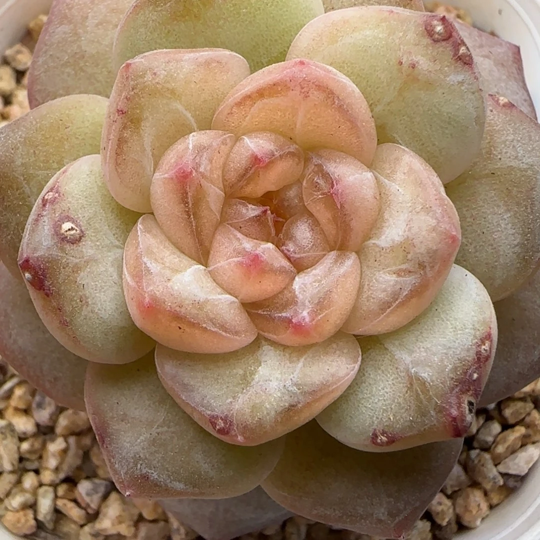 【满29包邮非偏远】650