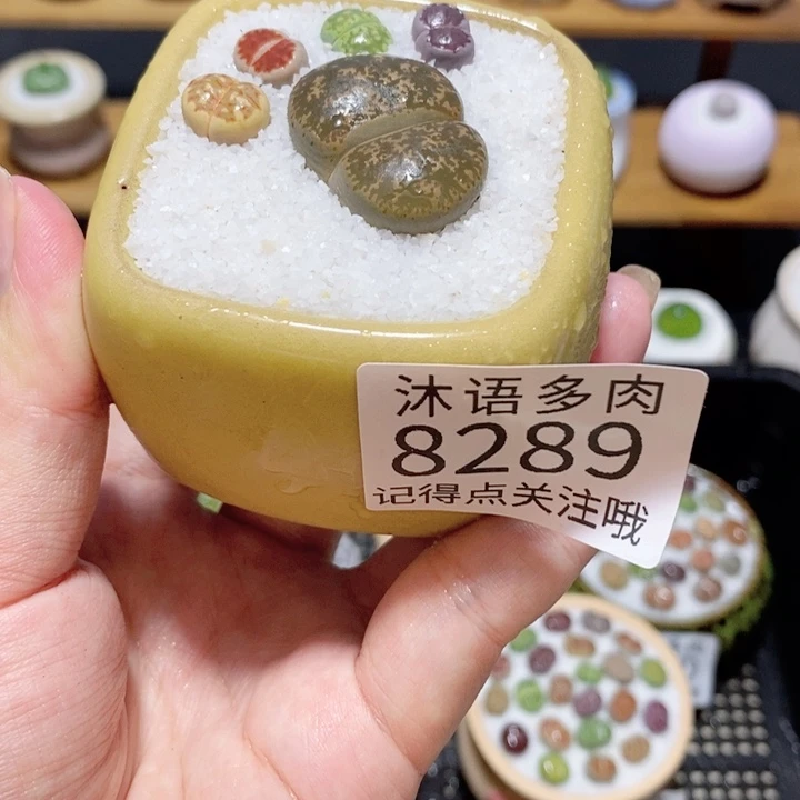 带盆土植物 精美盆栽8289 盆微瑕