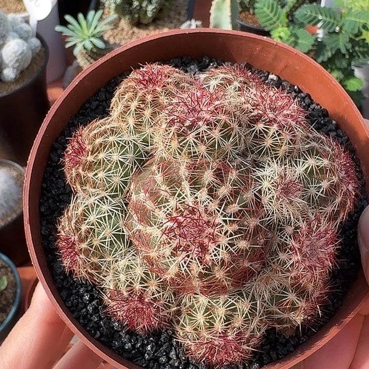 青花虾仙人球12345