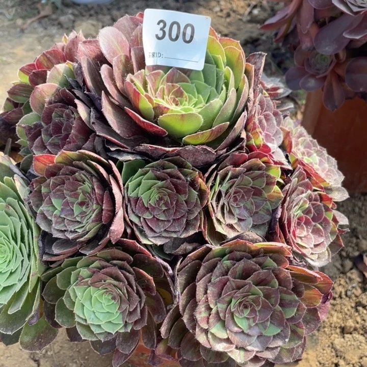 300多肉植物花月夜