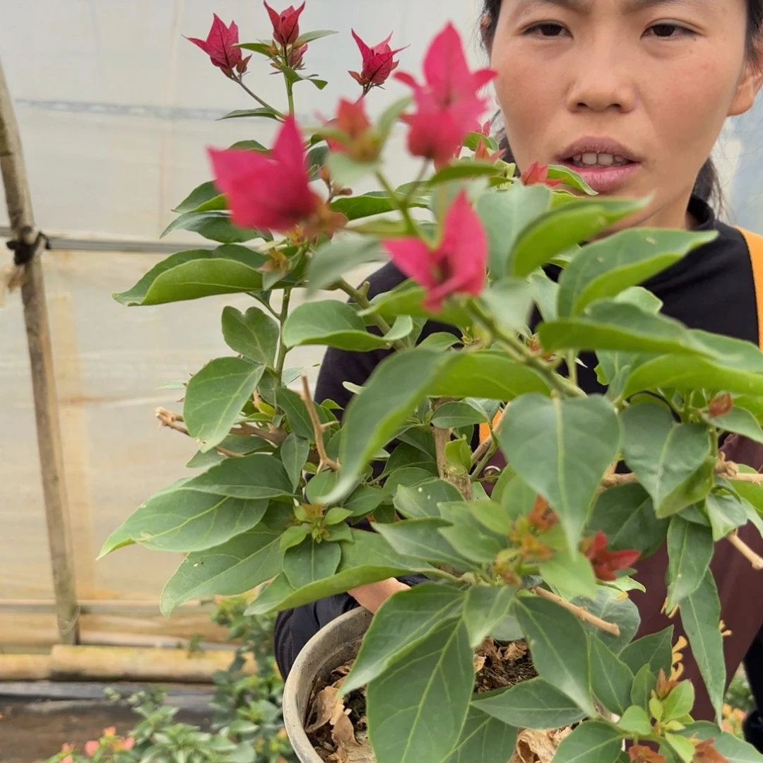 全部花苞（佩德罗）三角梅会掉花掉叶会光杆有大有小