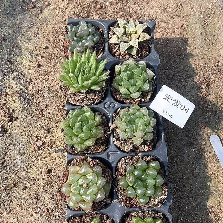 直播福利一物一拍04