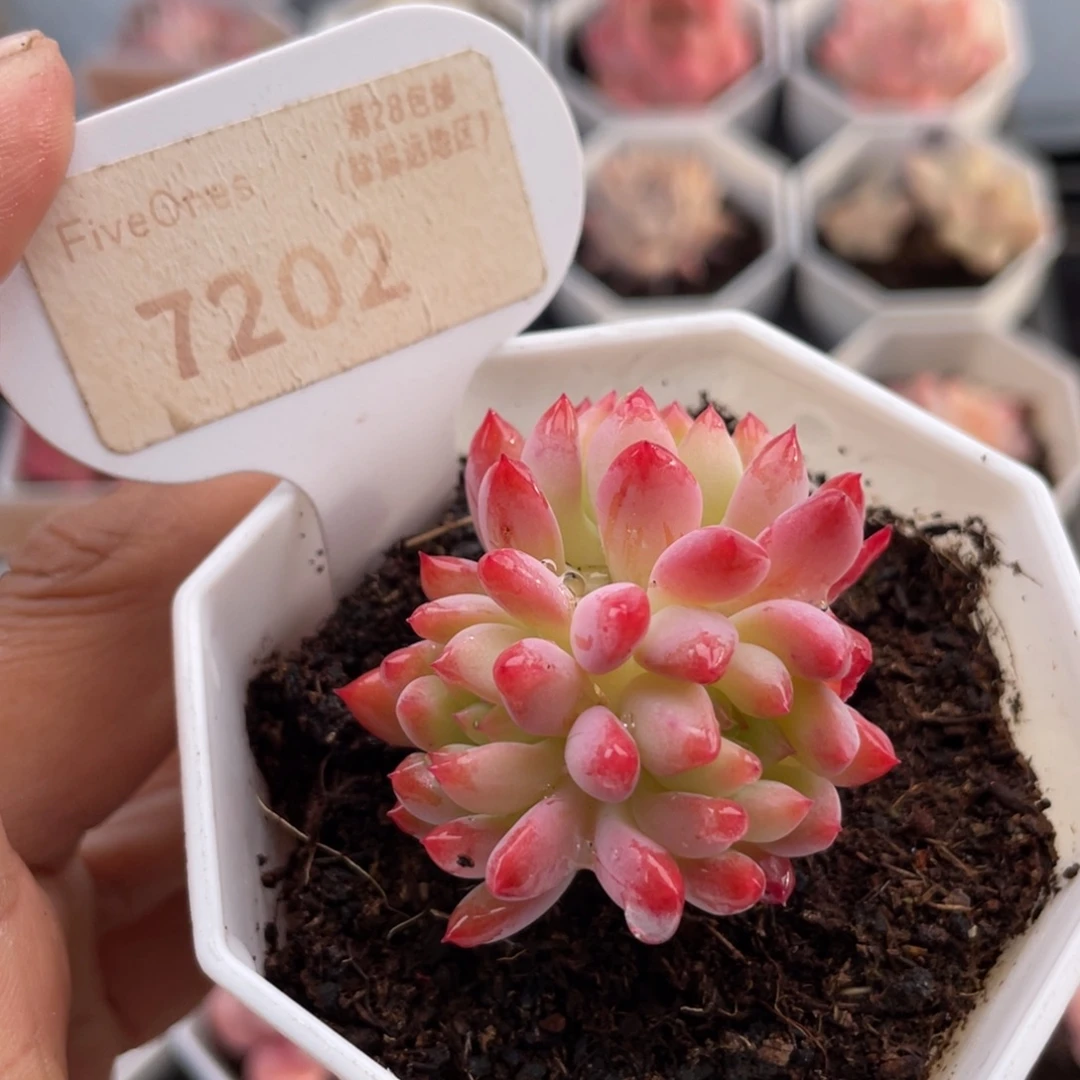 蓝苹果7202-4.0厘米