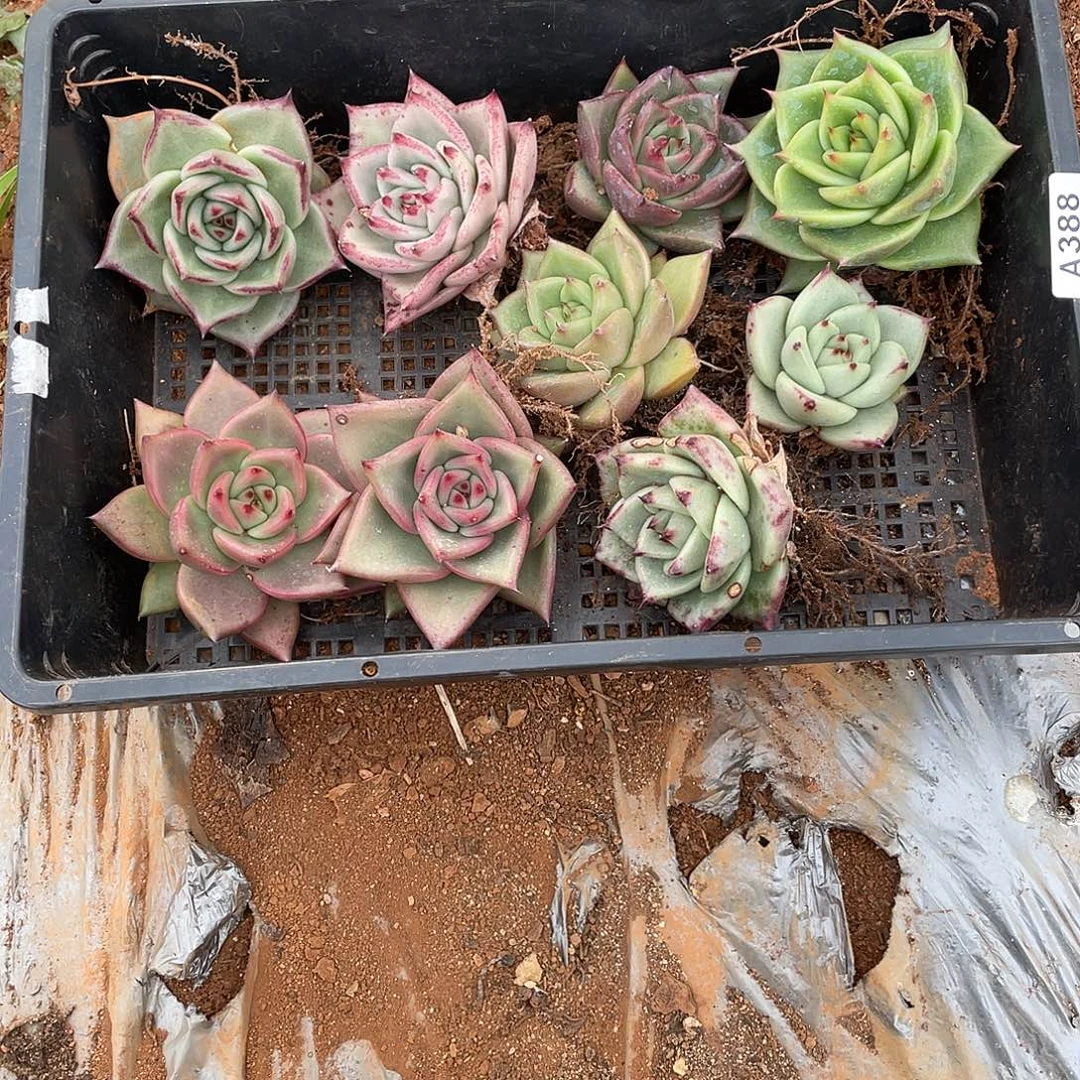 若如多云单拍A388