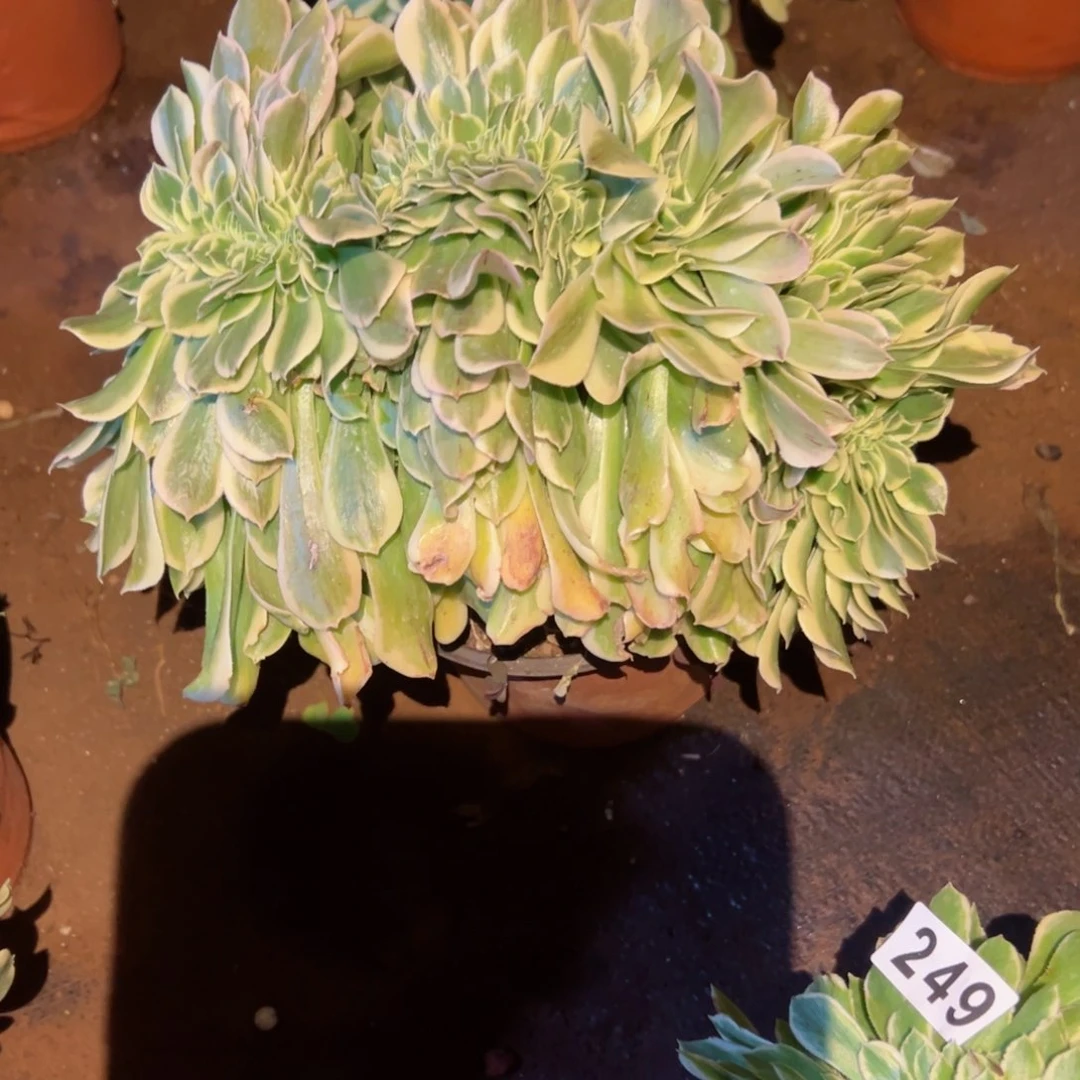 250 号多肉植物福利