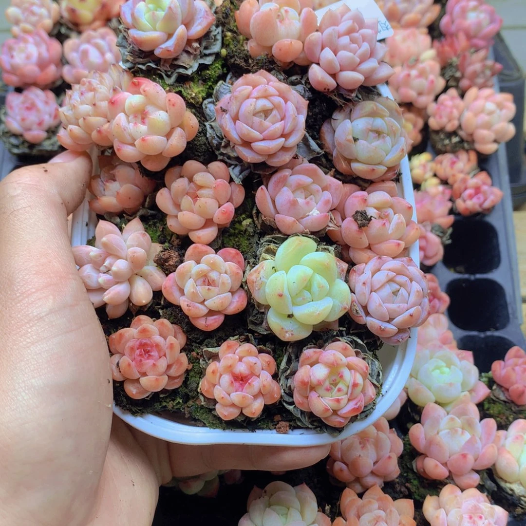 我要去看你了啊我的009