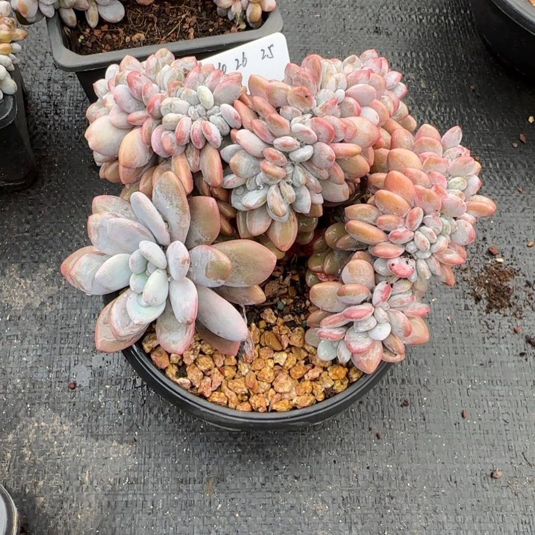 一物一拍精控粉兔缀25