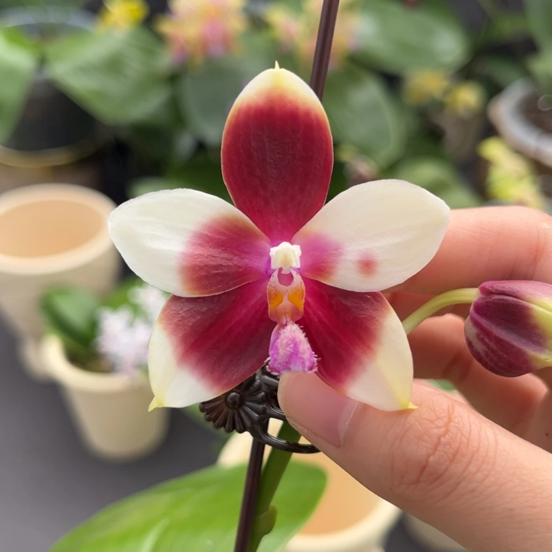 完全开放2.5寸yc41开花株