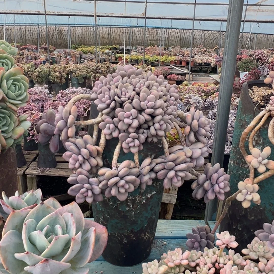 精品桃蛋瀑布 裸肉