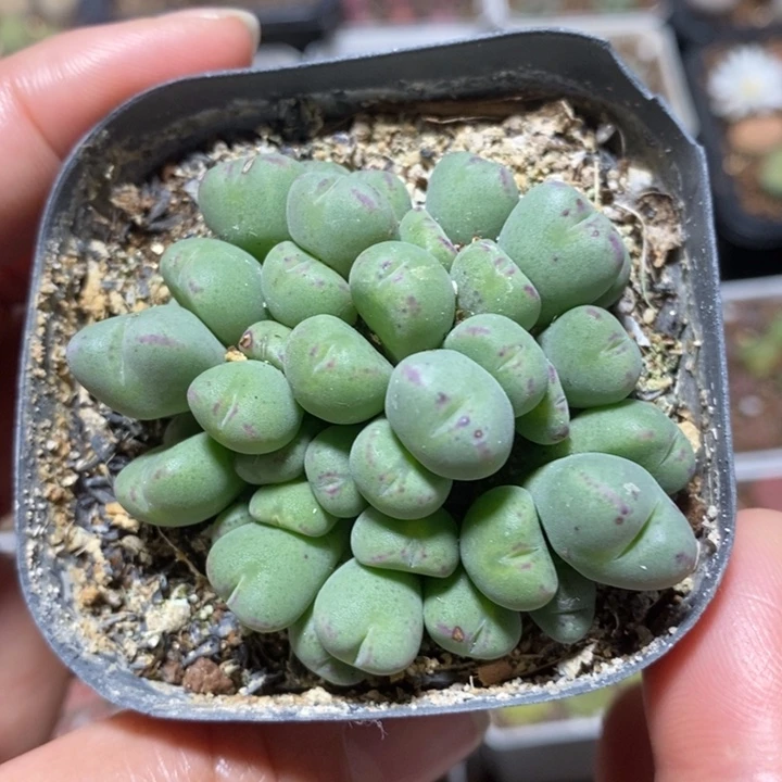 捧花红边口迪42头特价