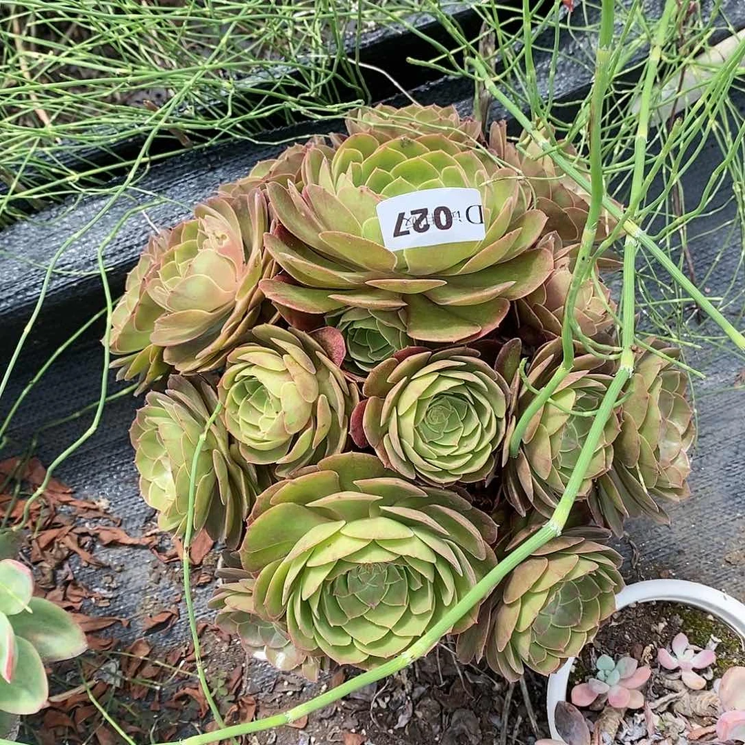 黄*骞027万圣节多肉