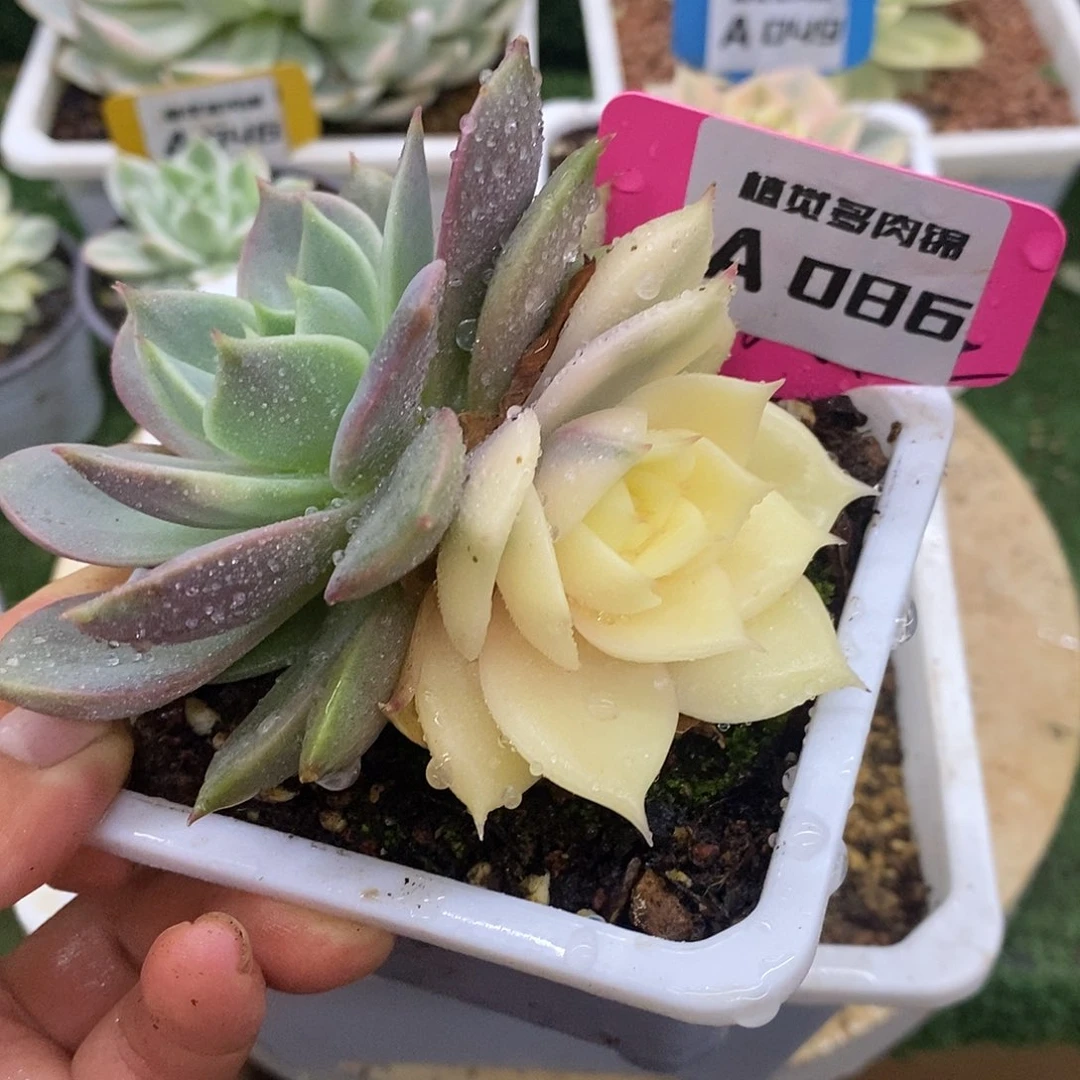 86贝加尔湖哈哈哈哈