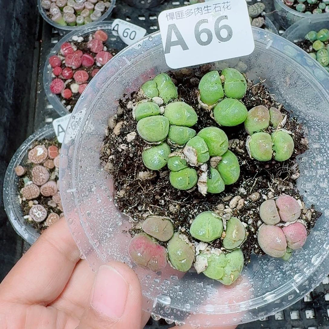 66多肉植物多肉植物