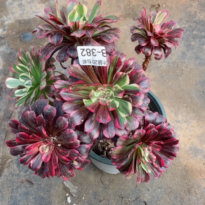 382铜花顺多肉1，b123456789