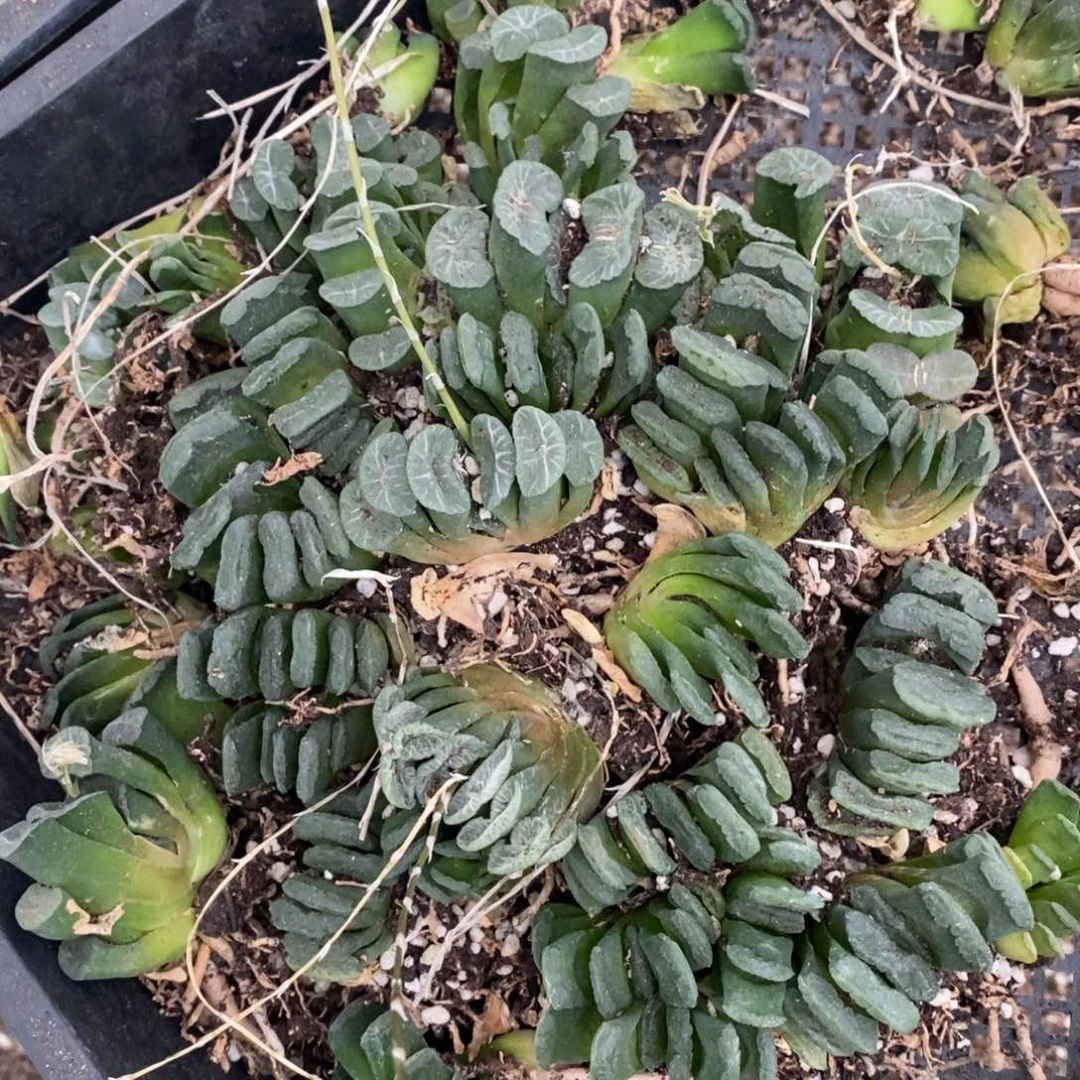 211 一颗玉扇 这筐里随机发货 中秋福利