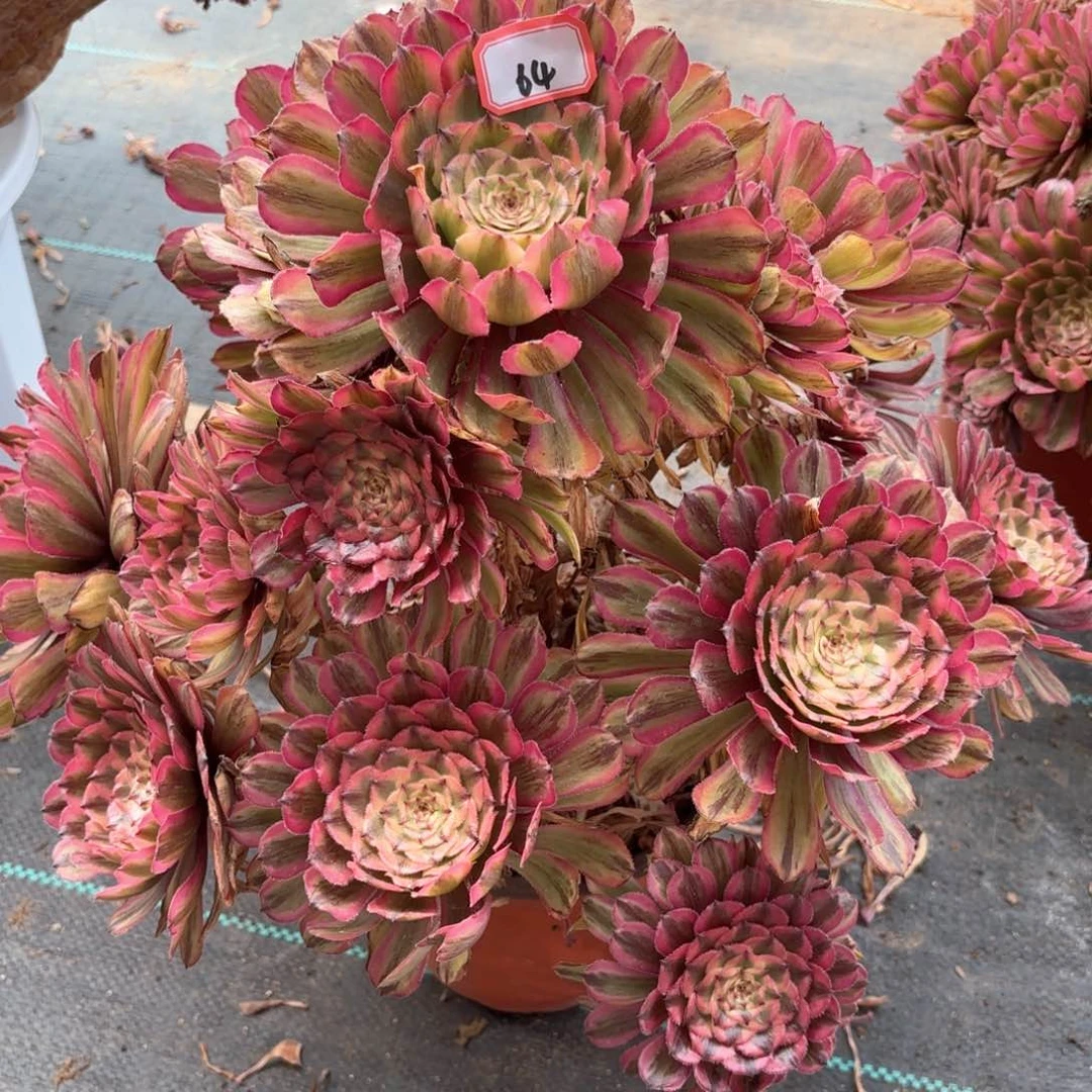 无花朵64黄花梨多肉植物