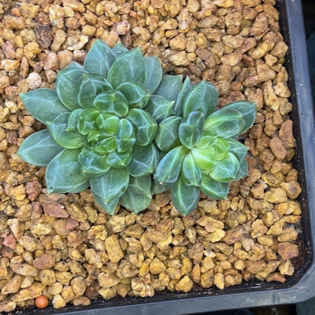 安***身小姐姐的多肉植物群生多肉植物