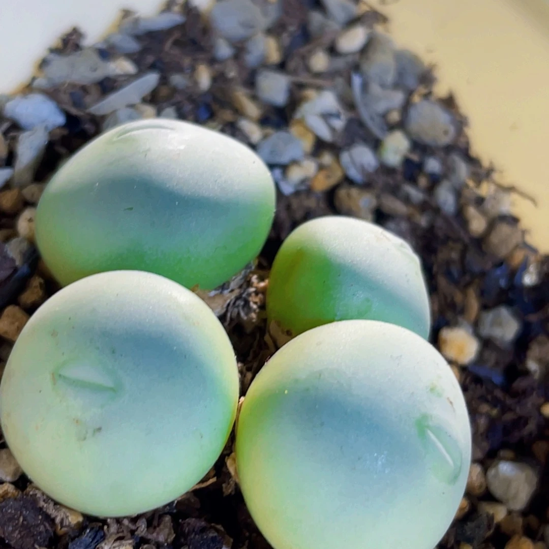 白花大g嘟嘟嘴植物一物一拍