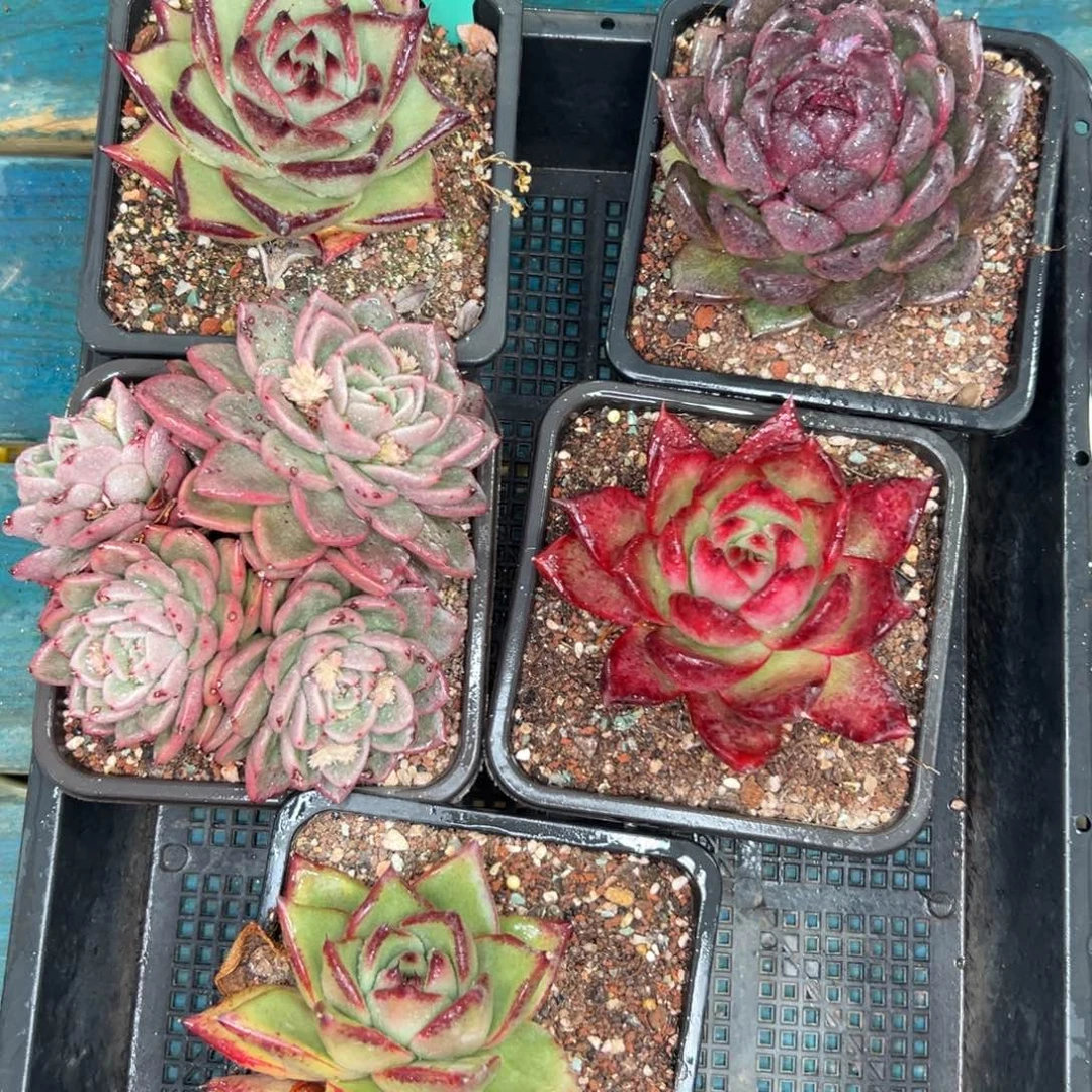 多肉一物一拍0119-366