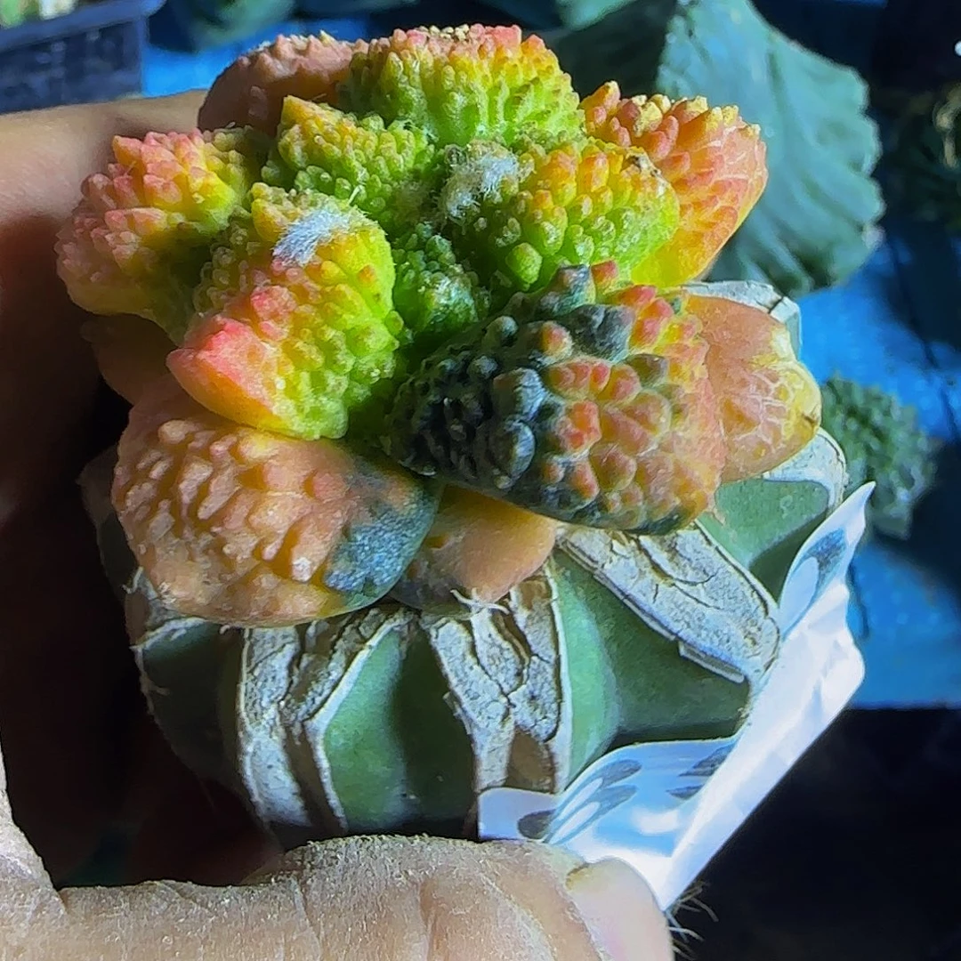 象***宝牡丹锦850仙人球开花