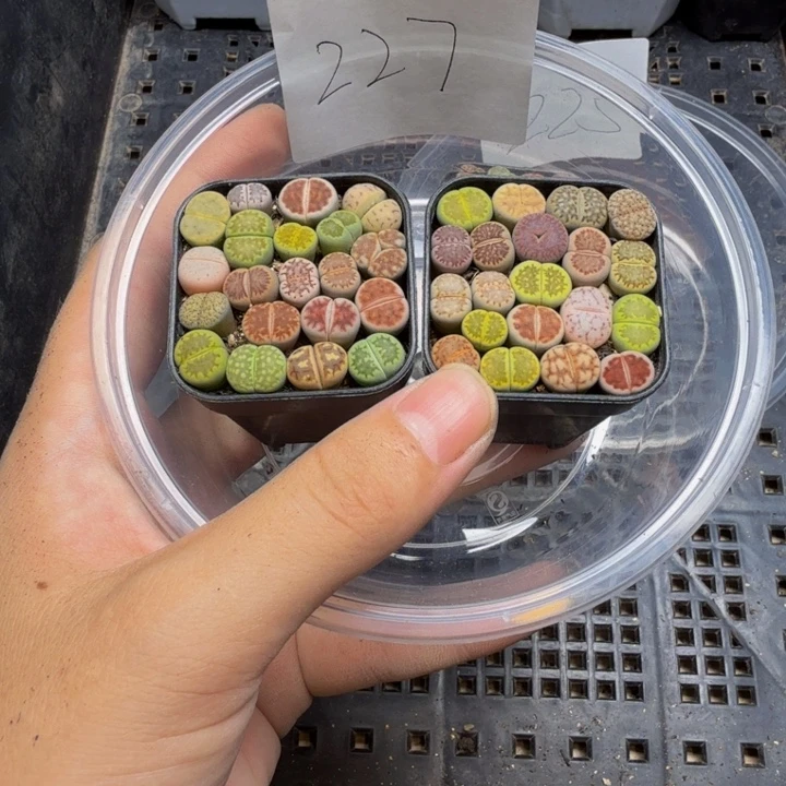青***青多肉植物的生长发育227