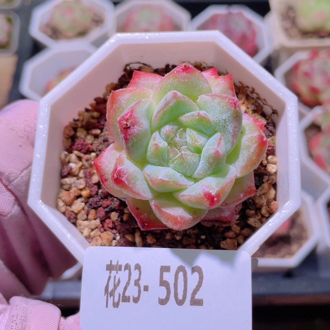 花利美23-502粉钻