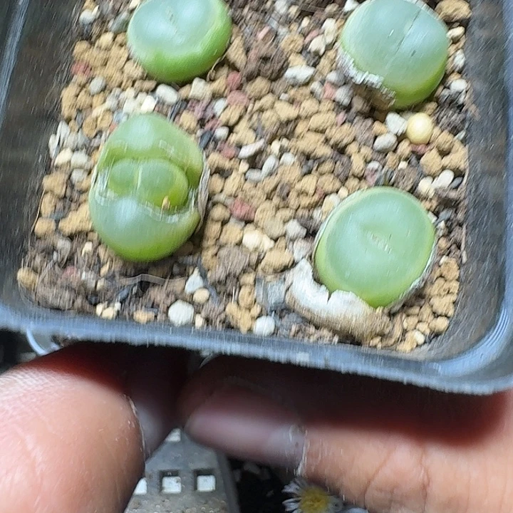 静***音119 多肉植物多肉植物