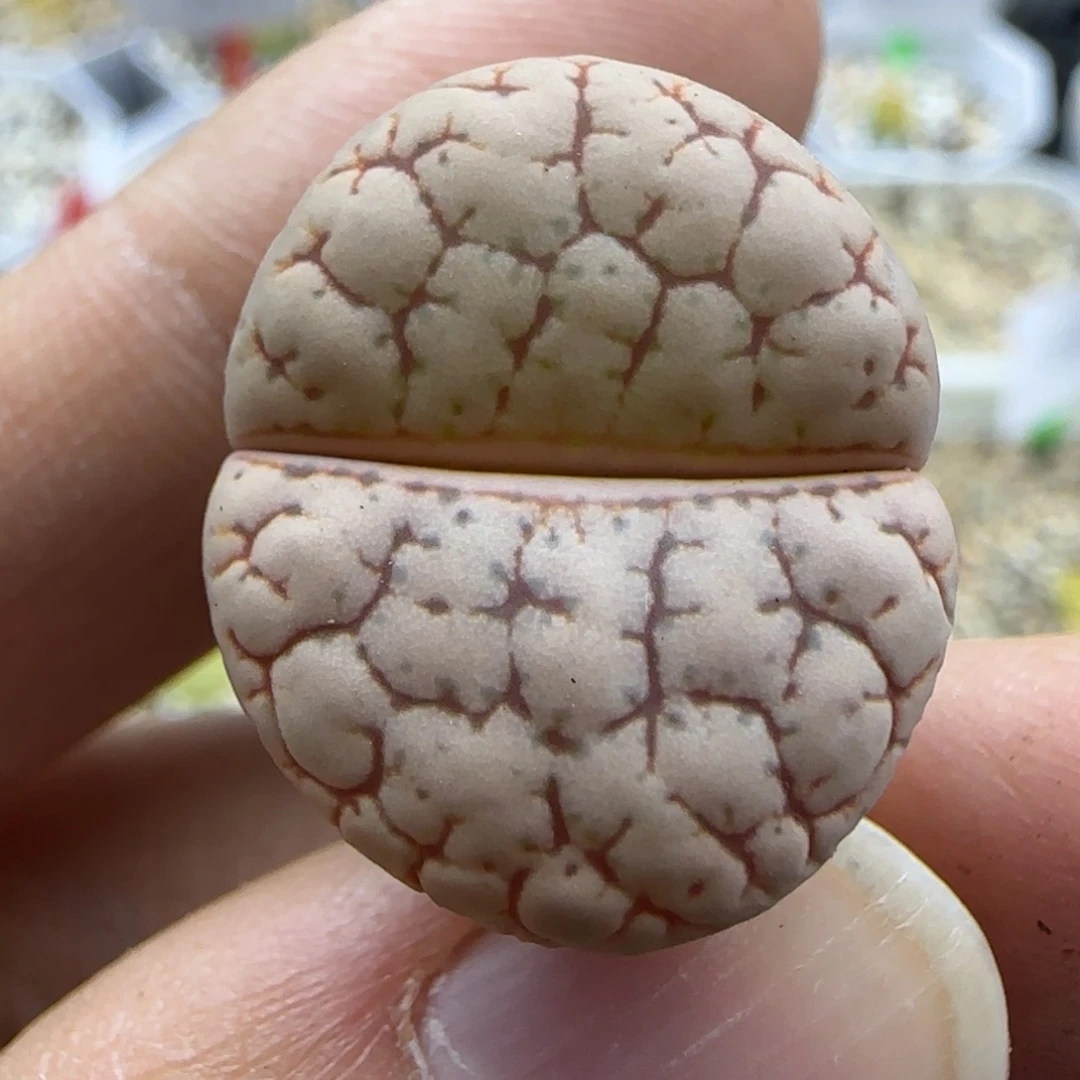 185 清框福利30包邮