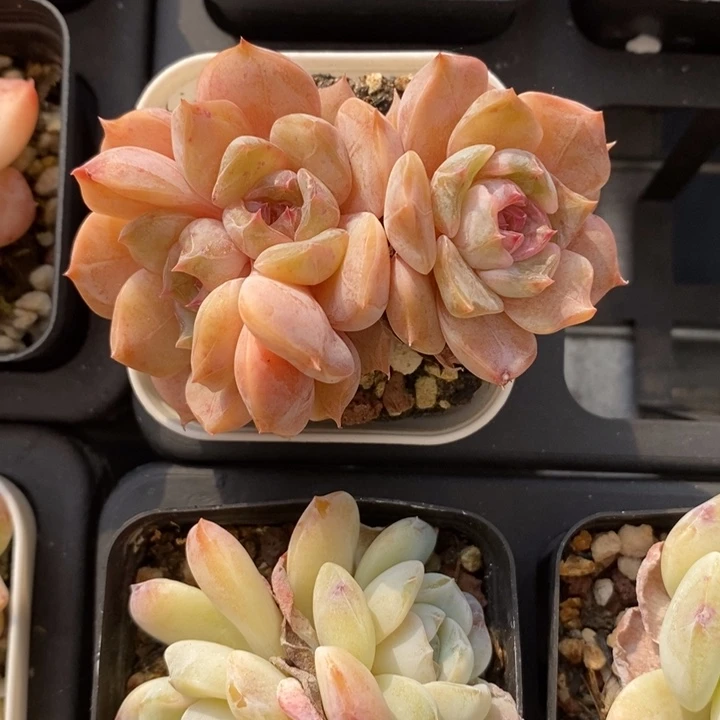 夜莺 多肉 多肉 11.22