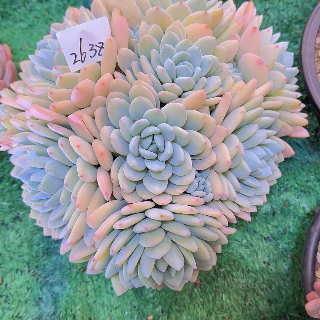 荷*儿2638冷香多肉植物