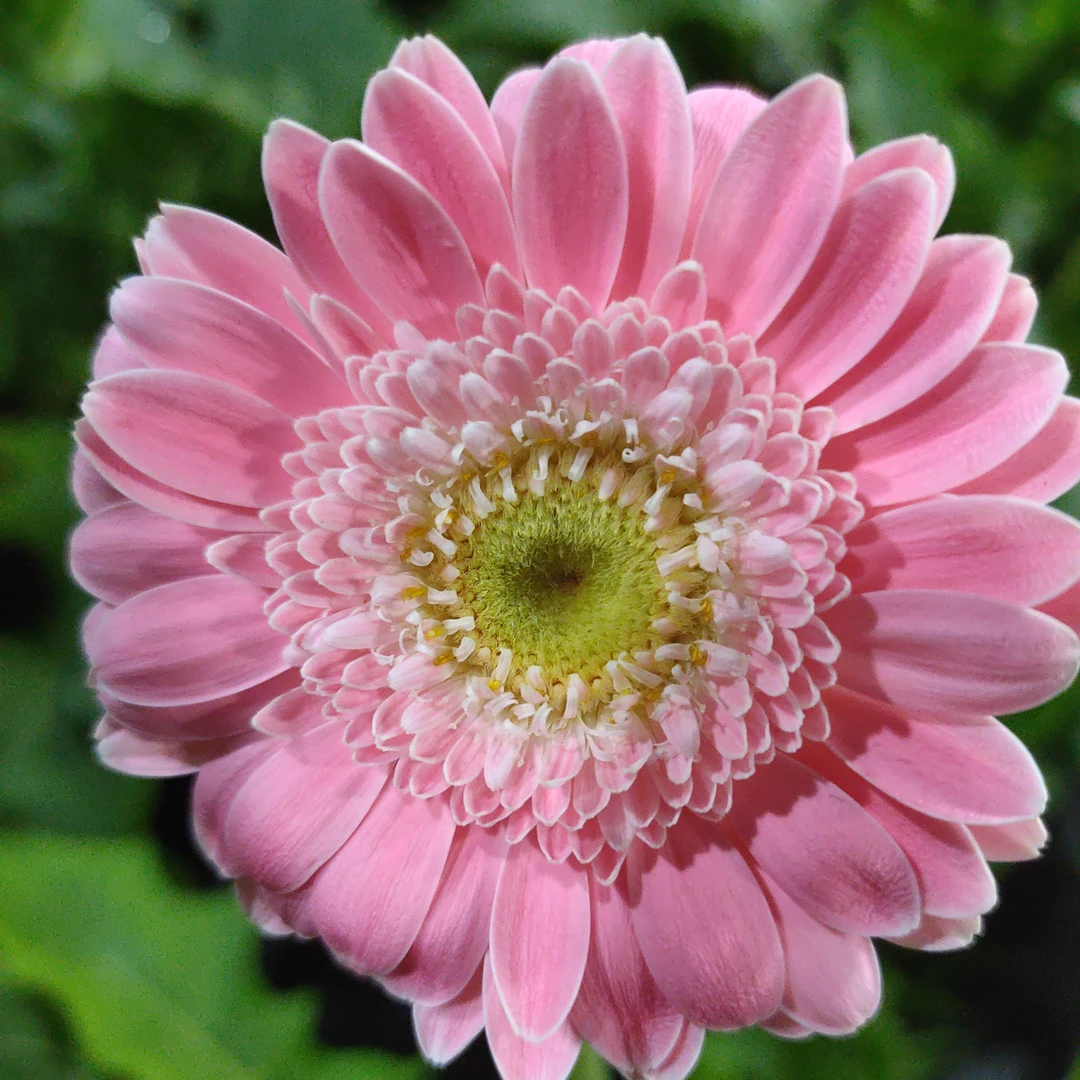 （芭比）高杆非洲菊四季开花多年生宿根苗花卉地栽盆栽阳台庭院室外