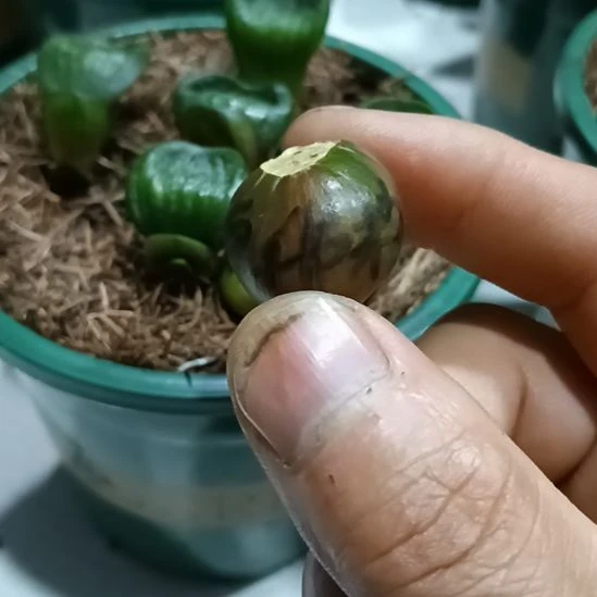 无花朵君子兰小苗君子兰小苗君子兰小苗君