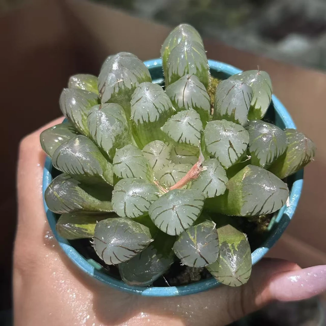 【天线宝宝】 仙人球植物漳州基地直发