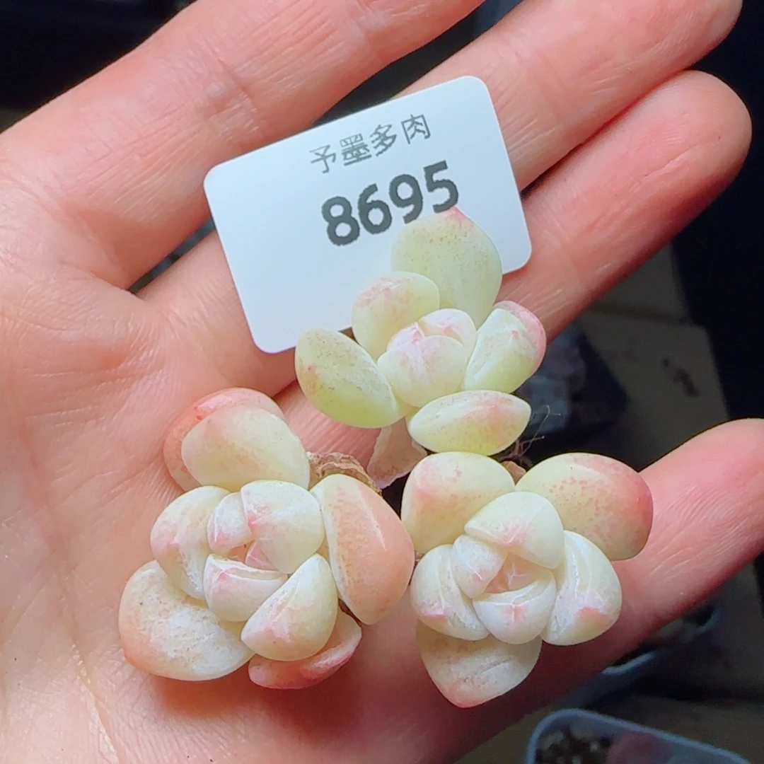 长杆冰玉，8695多肉植物