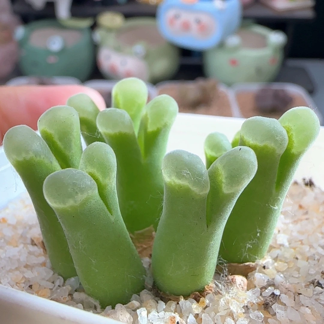 1361/七头极窗/腿长福利/