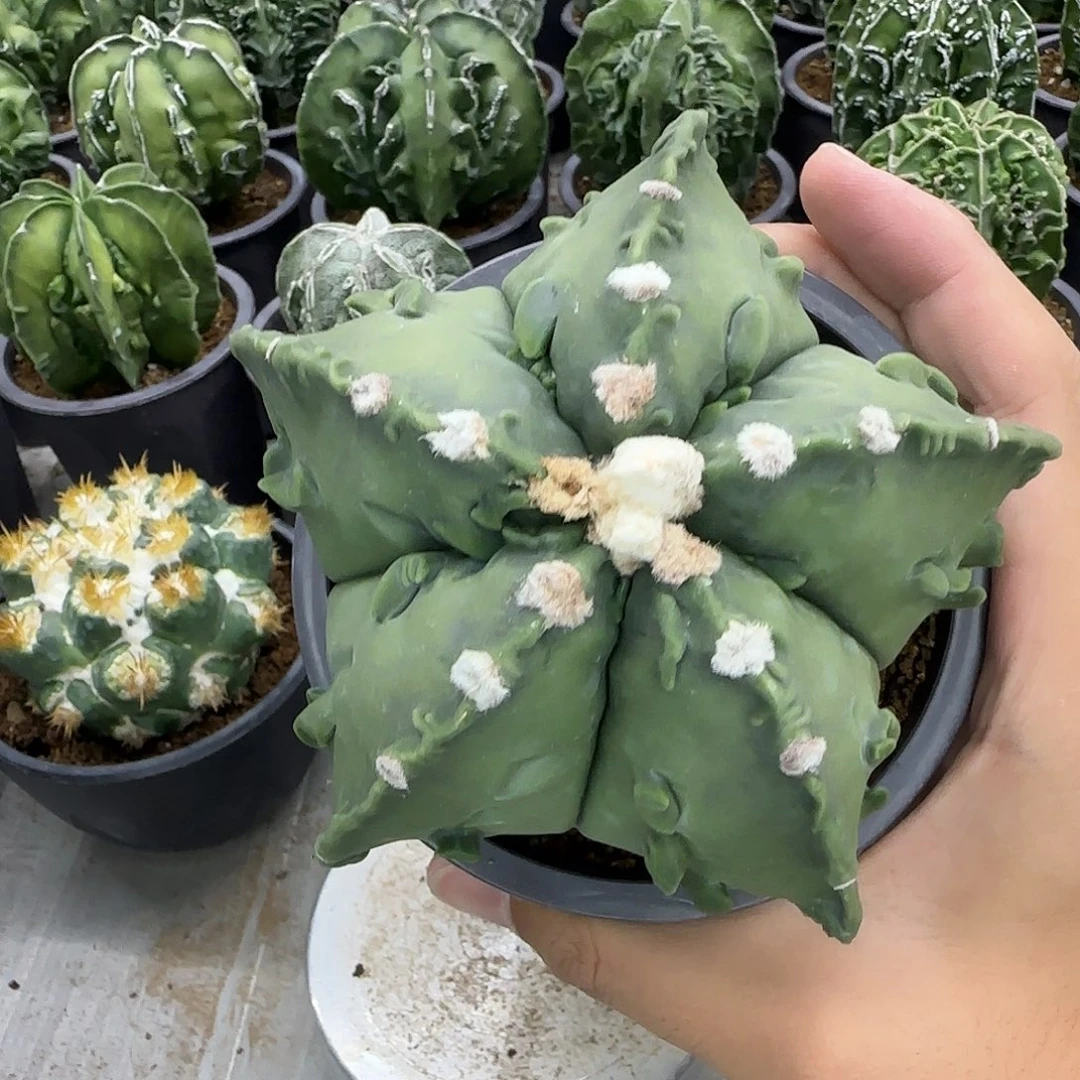 核桃鸾凤玉实生017