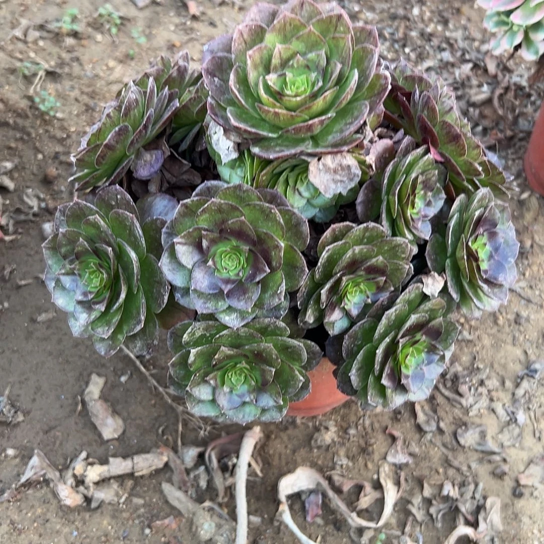 多肉植物黑魔老庄
