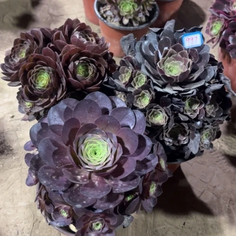 997多肉植物组合