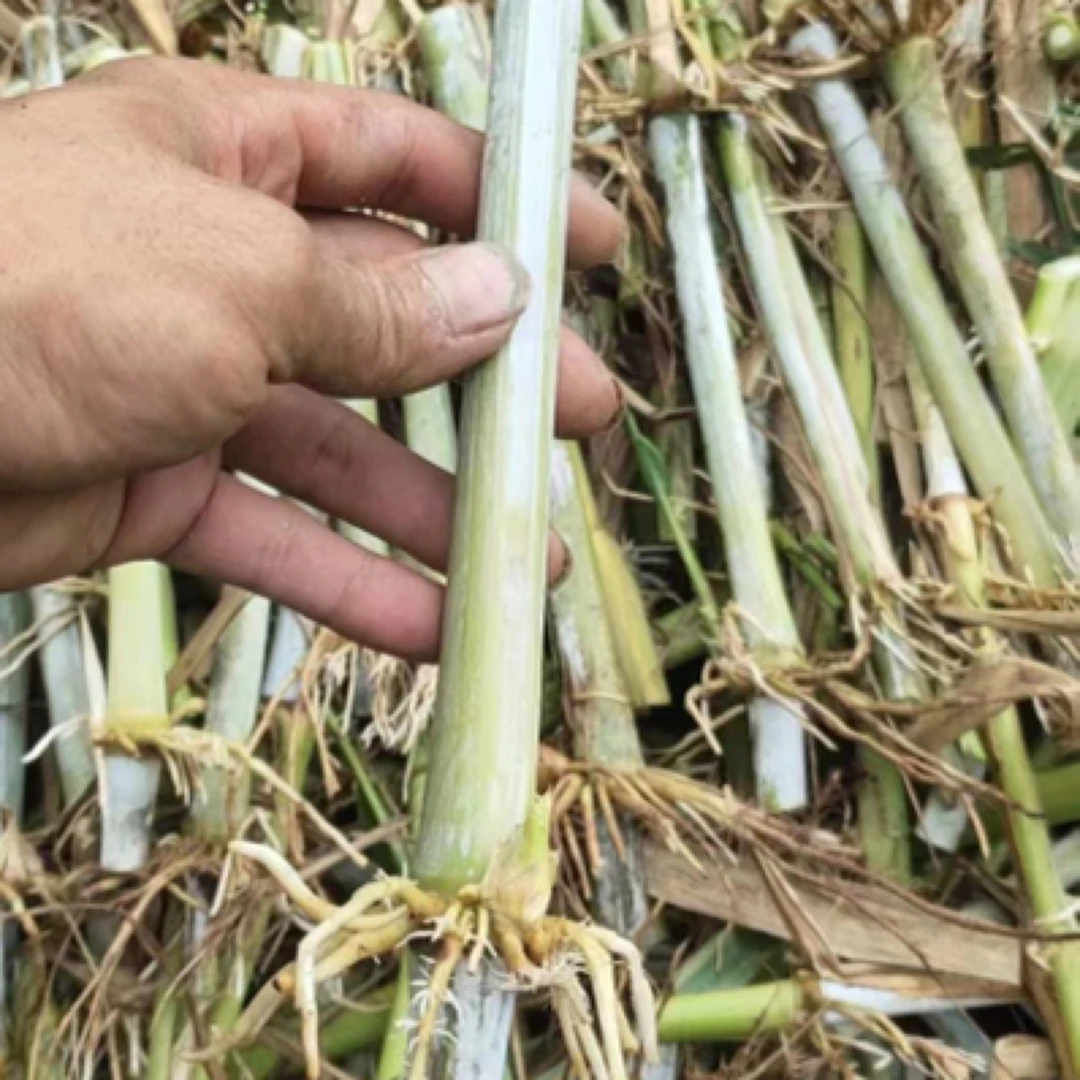 耐寒多年生皇竹草