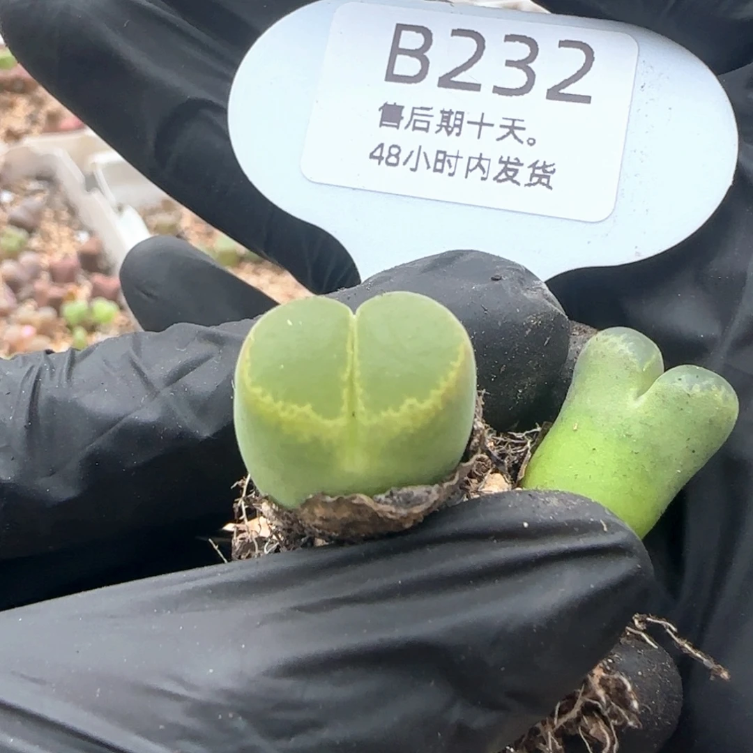 安***甜福利。   232。