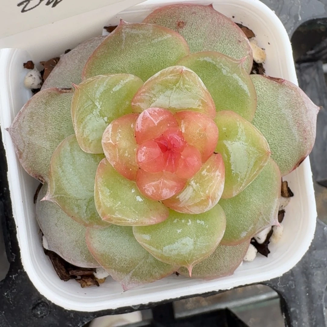 0927-082-白玉珍妮