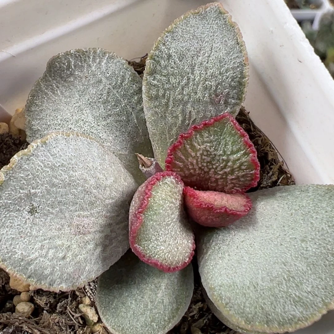 w圣姬磨砂蛋多肉植物水泡