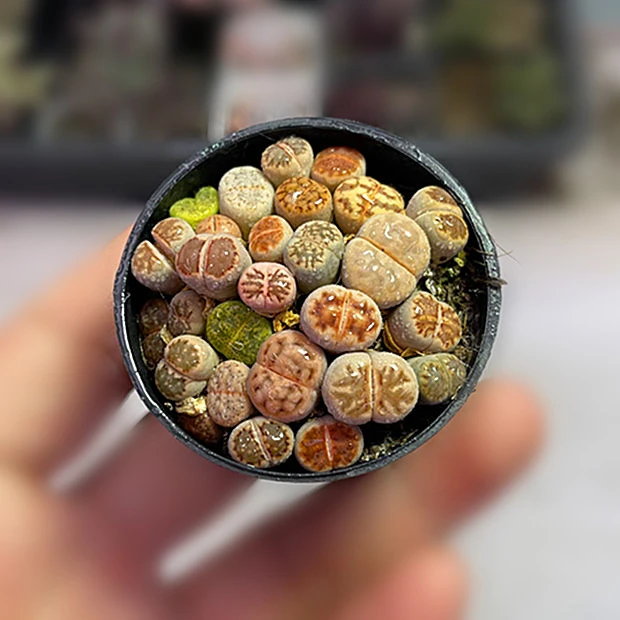 （满9.9元包邮）圆盆生石花PP多肉植物3厘米左右