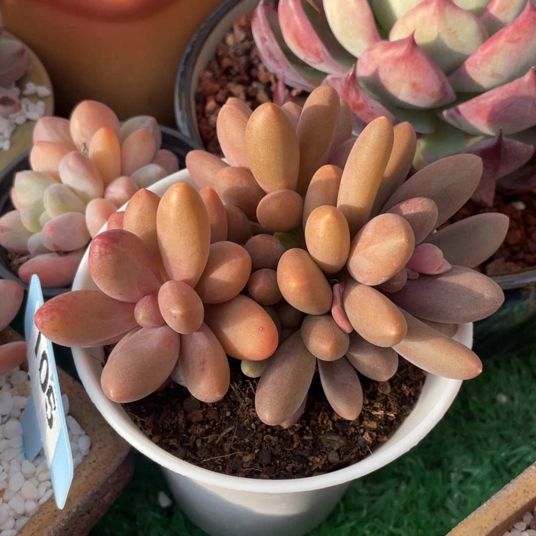 多肉植物盆栽多肉植物