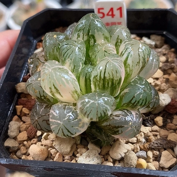 541塑料皮玉露锦一物一拍